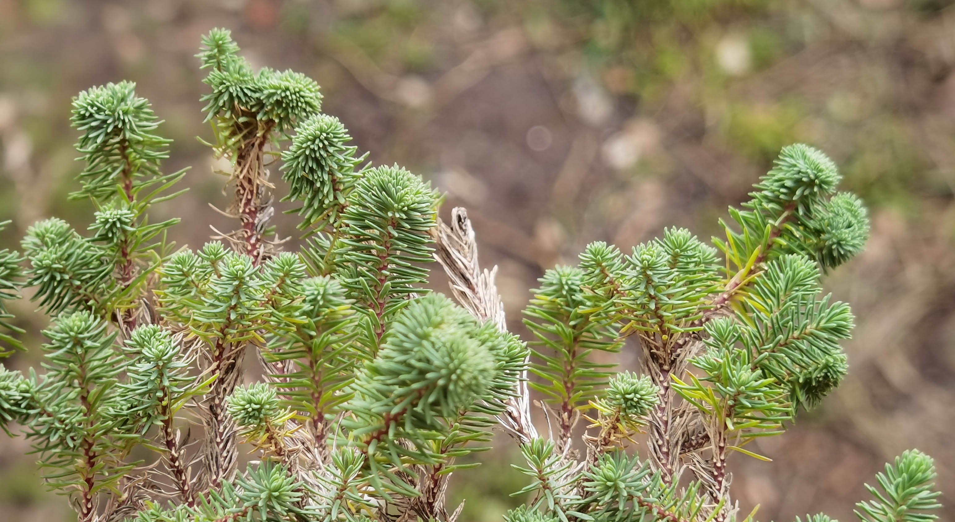 Linum suffruticosum photo